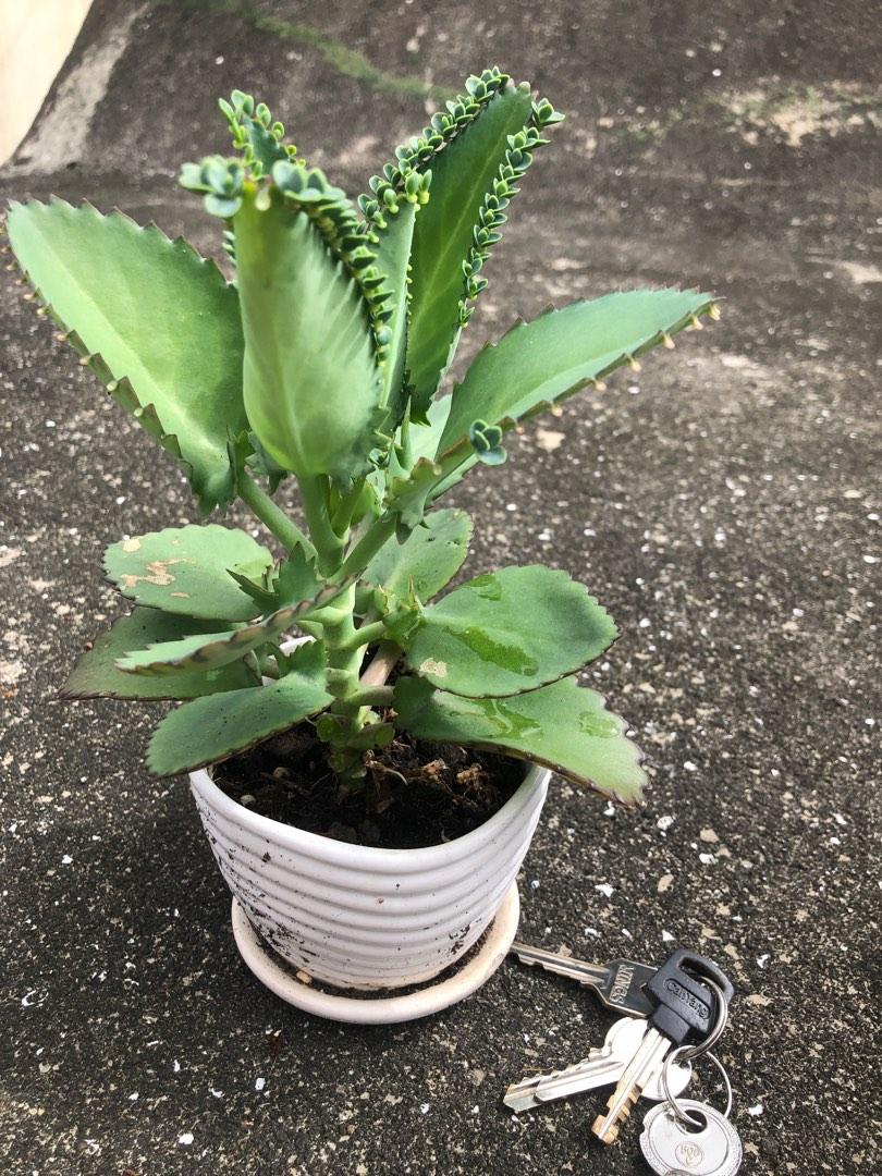 多肉植物bb 苗 落地生根 不死鳥 傢俬 家居 園藝 植物及種子 Carousell