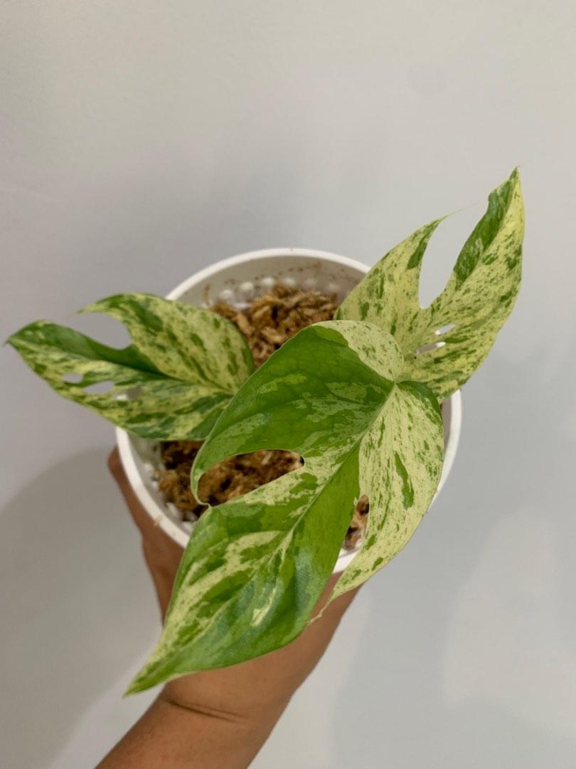 Epipremnum Marble King, Furniture & Home Living, Gardening, Plants