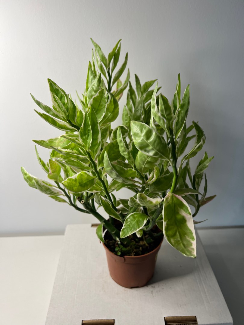 euphorbia-tithymaloides-variegatus-devil-s-backbone-japanese