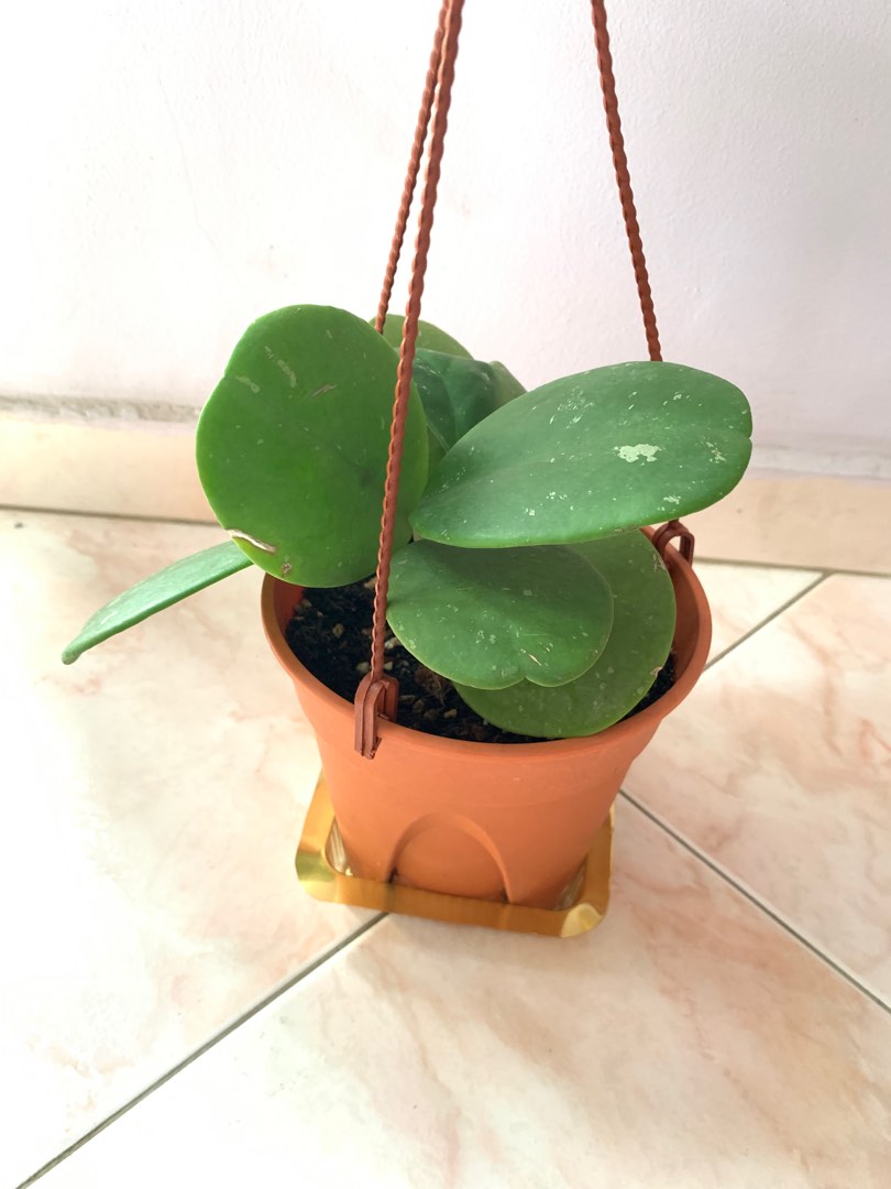 Hoya Obovata Furniture Home Living Gardening Plants Seeds On hoya-obovata-furniture-home-living-gardening-plants-seeds-on