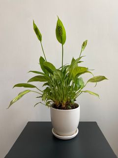 （分類：）位於 。 由 sam41- 提交（商品編號 1185367760，圖片 1）。簡介： 。