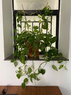 （分類：）位於 。 由 sam41- 提交（商品編號 1185369869，圖片 1）。簡介： 。