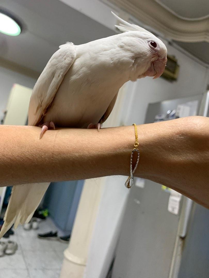 Preloved cockatiels cheap