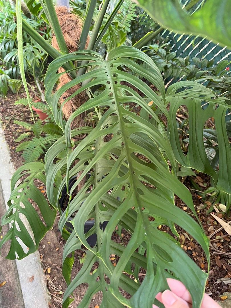 Monstera esqueleto for sale., Furniture & Home Living, Gardening