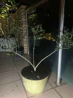 （分類：）位於 。 由 yann852 提交（商品編號 1185438177，圖片 1）。簡介： 。