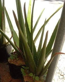Aloe Vera Php 250 each