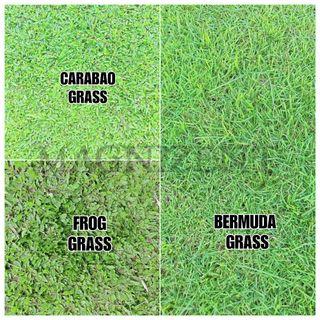 BERMUDA, FROG AND CARABAO GRASS