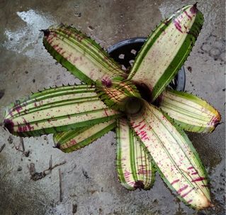 (Category: ) located in . Submitted by vmalaysia (Listing ID 1185570319, Image 1). Description: .