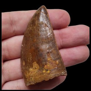 （分類：）位於 。 由 be_fossils_with_you 提交（商品編號 1185632155，圖片 1）。簡介： 。