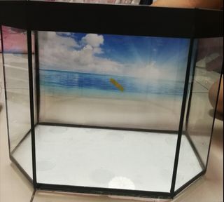 (Category: ) located in . Submitted by annieeeees (Listing ID 1185647788, Image 1). Description: .