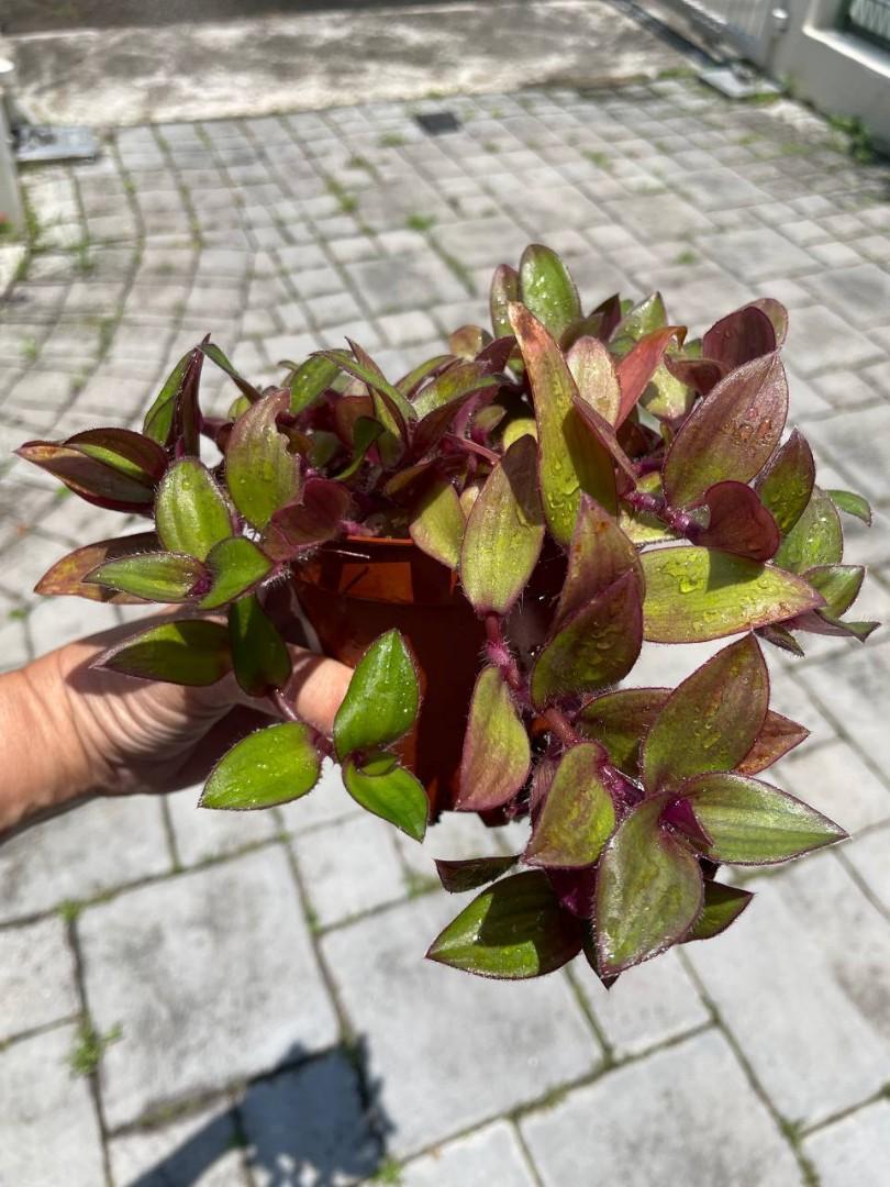 Purple Fuzzy Wandering Jew Plant, Furniture & Home Living, Gardening