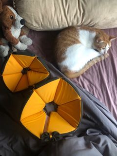 (Category: ) located in . Submitted by catcontentandmore (Listing ID 1185609901, Image 1). Description: .