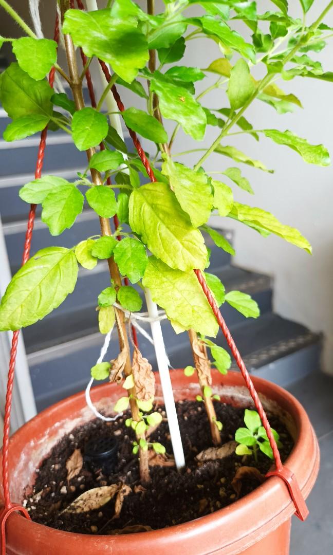 Indian tulasi/ Thulasi/basil big plant. 100 organic, Furniture & Home Living, Gardening, Plants