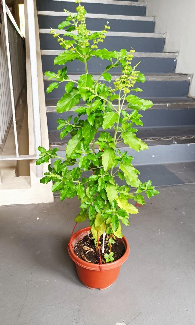 Indian tulasi/ Thulasi/basil big plant. 100 organic, Furniture & Home Living, Gardening, Plants