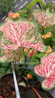 USA caladium bulb daydreamer