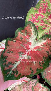 USA caladium bulbs Dawn To Dusk