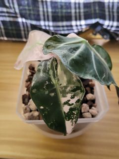 (Category: ) located in . Submitted by yoplants (Listing ID 1185514599, Image 1). Description: .