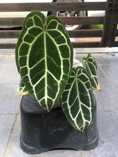 (Category: ) located in . Submitted by dh.plants (Listing ID 1185870962, Image 1). Description: .