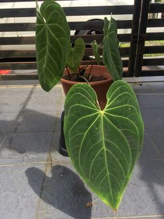 (Category: ) located in . Submitted by dh.plants (Listing ID 1185819981, Image 1). Description: .