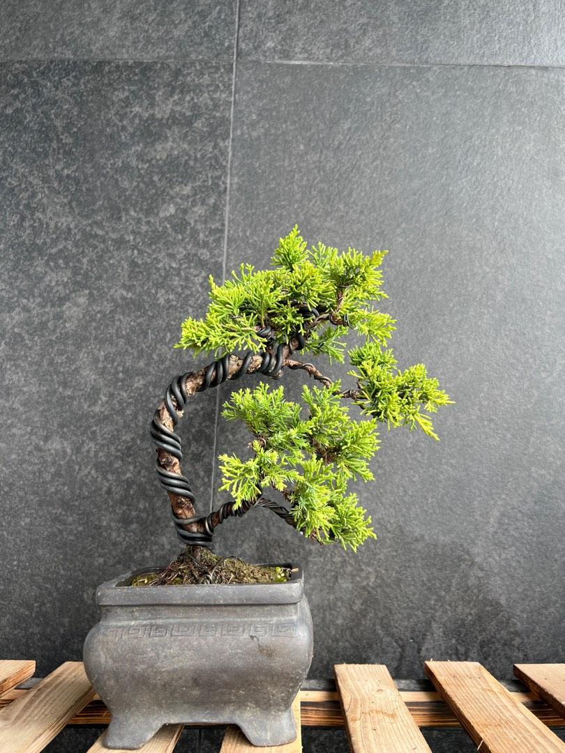 盆栽 ワイヤーアート 真柏風 贈り物 木の彫刻 ギフト Bonsai素材金属 