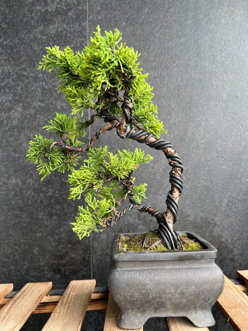 日本黃金真柏シンパクJuniperus chinensis ｜植物盆栽多肉植物塊根盆景