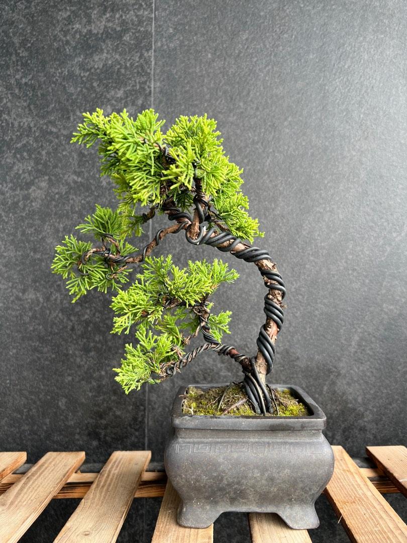 単品購入可 【中品 黄金真柏盆栽】⭕本日特売品‼️ | www.birbapet.it