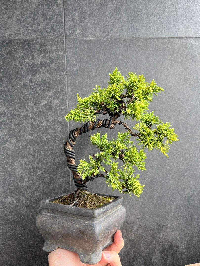 日本黃金真柏シンパクJuniperus chinensis ｜植物盆栽多肉植物塊根盆景