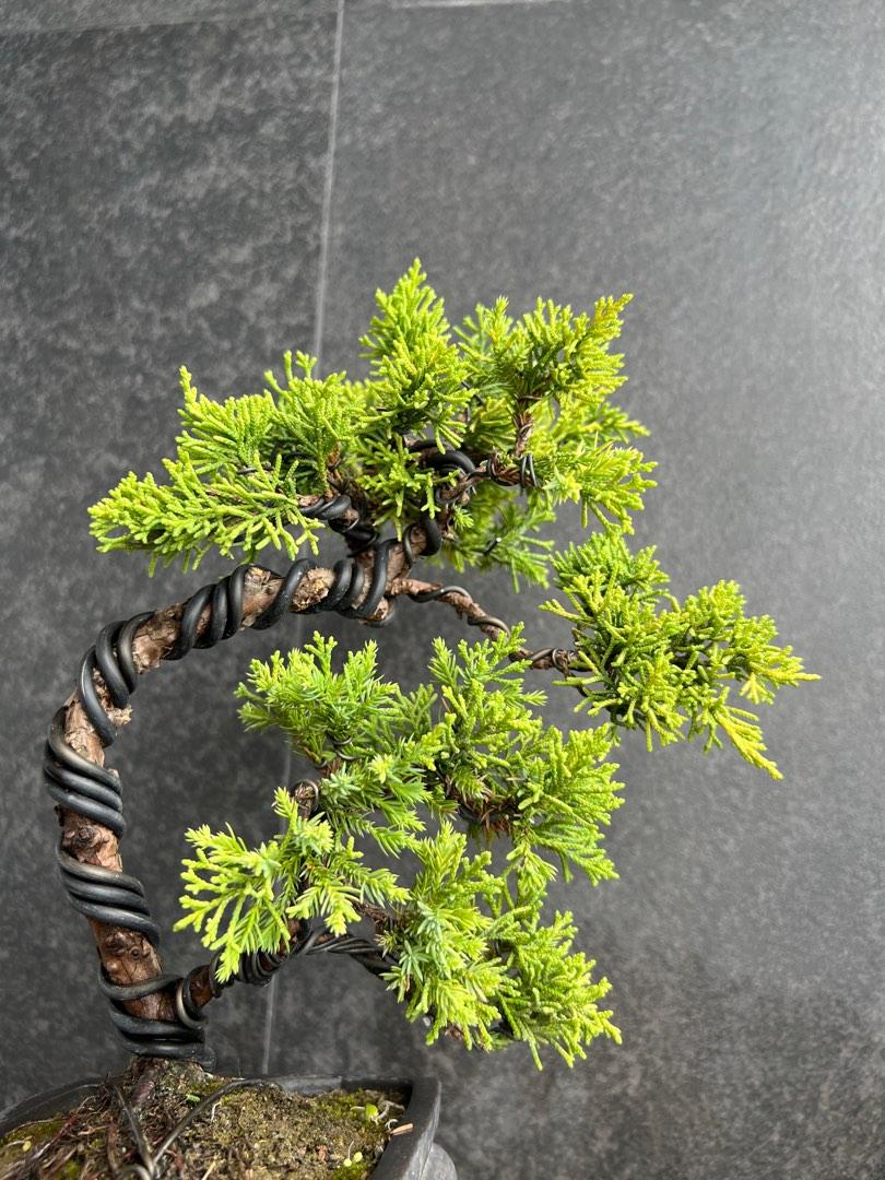 日本黃金真柏シンパクJuniperus chinensis ｜植物盆栽多肉植物塊根盆景