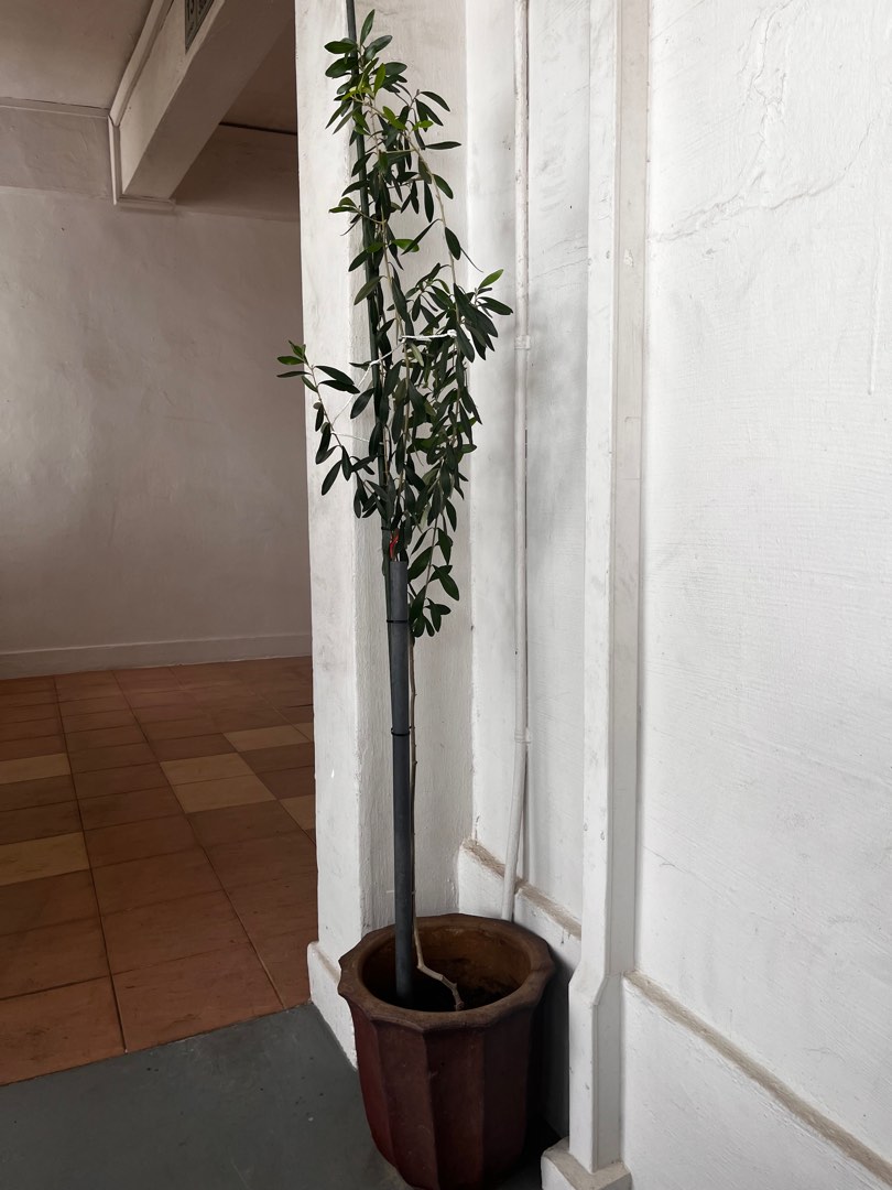 Olive Tree, Furniture & Home Living, Gardening, Plants & Seeds on Carousell