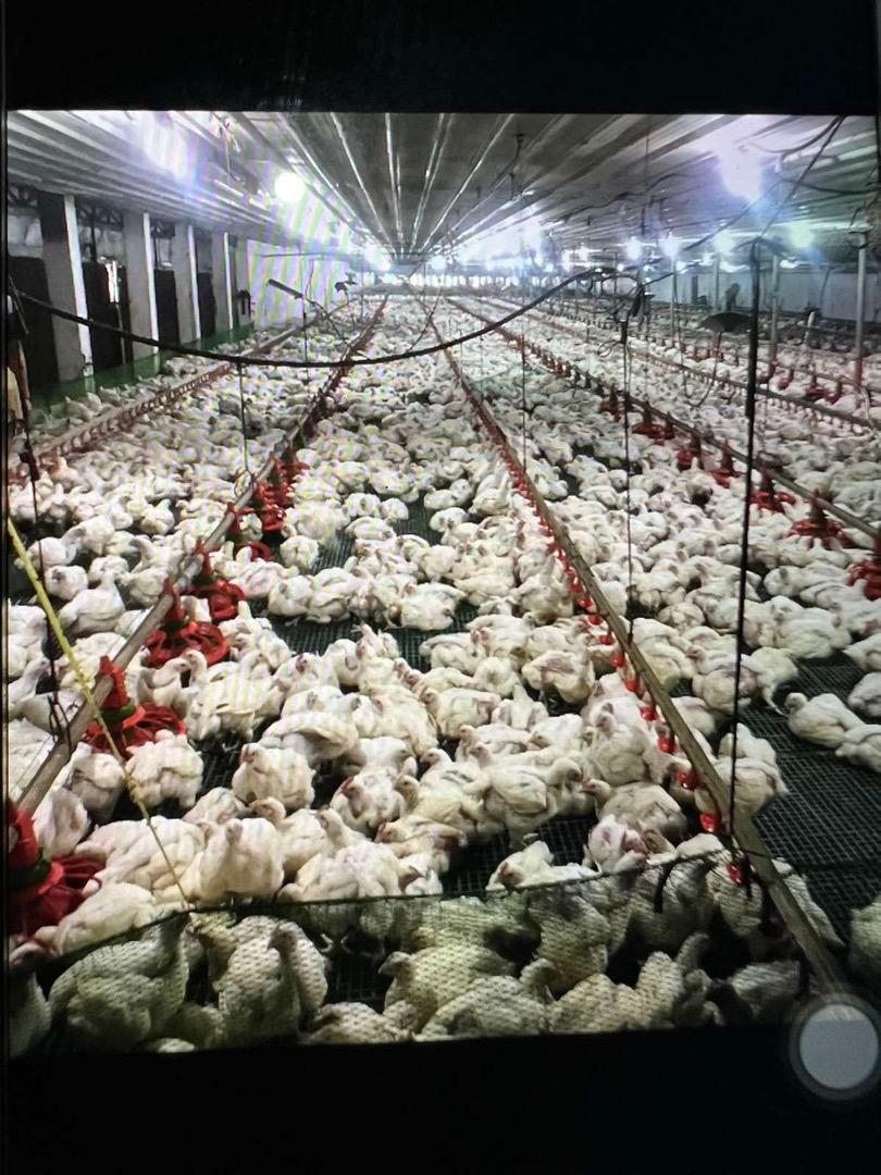 Poultry Farm in Pangasinan for sale. (Income generating), Property, For ...