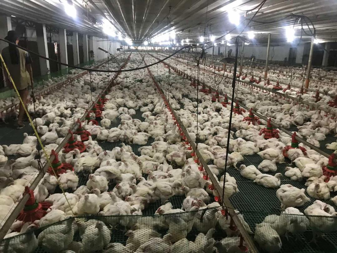 Poultry Farm in Pangasinan for sale. (Income generating), Property, For ...