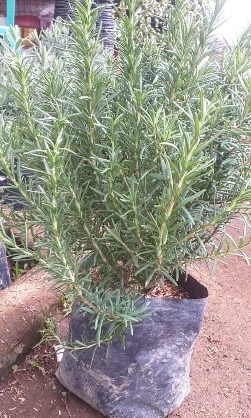 Rosemary (Category: Plants & Seeds) located in Imus. Submitted by reghailiv09 (Listing ID 1185821313, Image 3). Description: For Sale Rosemary small - 120 big - 250 ALSO AVAILABLE CULINARY HERBS & HERBAL PLANTS (50 each) Sweet Basil Thai Basil Holy Basil Lemon Basil Dill Thyme Jamaican Oregano Tarragon Cilantro (Wansoy) Dog Fennel Parsley (Flat) Parsley (Curly) Lemon Balm Peppermint Lemon Mint Java Mint Choco Mint Apple Mint Asiatic Pennywort (Go