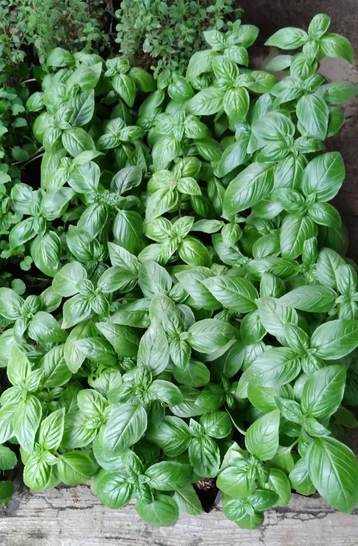 Sweet Basil (Category: Plants & Seeds) located in Imus. Submitted by reghailiv09 (Listing ID 1185820229, Image 1). Description: For Sale Sweet Basil ALSO AVAILABLE CULINARY HERBS & HERBAL PLANTS (50 each) Sweet Basil Thai Basil Holy Basil Lemon Basil Dill Thyme Jamaican Oregano Tarragon Cilantro (Wansoy) Dog Fennel Parsley (Flat) Parsley (Curly) Lemon Balm Peppermint Lemon Mint Java Mint Choco Mint Apple Mint Asiatic Pennywort (GotuKola) Stevia L
