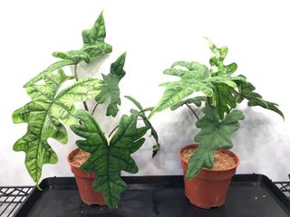 (Category: ) located in . Submitted by foliage_forest (Listing ID 1182402987, Image 1). Description: .