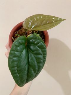 (Category: ) located in . Submitted by houseplantsale (Listing ID 1182457861, Image 1). Description: .