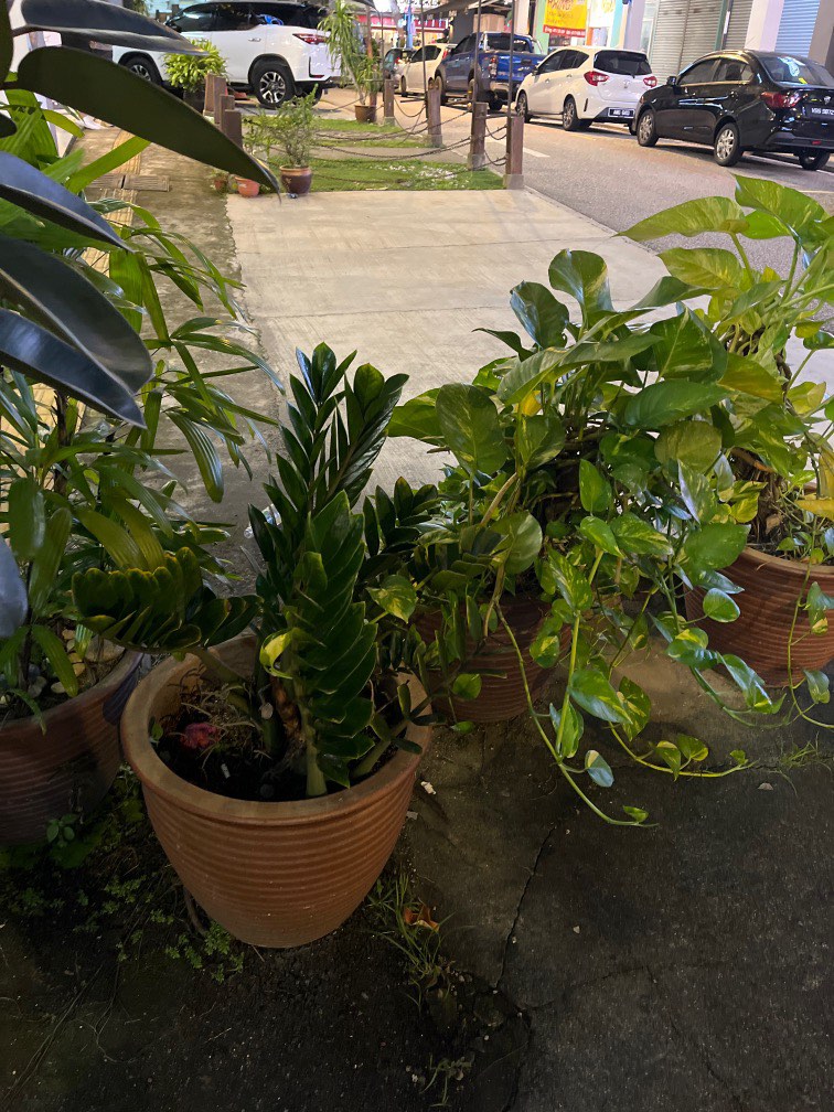 Bonsai and plants for sale, Furniture & Home Living, Gardening, Plants