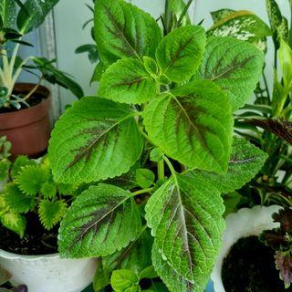 Mayana plant