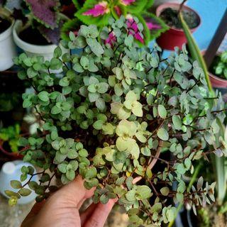 Sale! Purple Turtle vine hanging plant