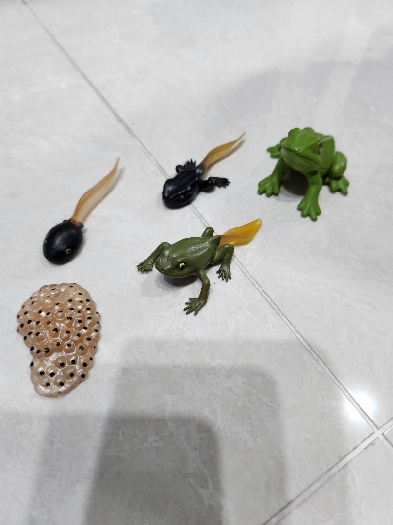 Safari Ltd - Life cycle of a frog, Hobbies & Toys, Toys & Games on ...