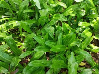 (Category: ) located in . Submitted by herb_garden (Listing ID 1136083697, Image 1). Description: .