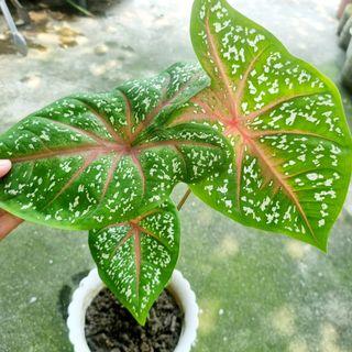 Tri-color dotie Caladium plant