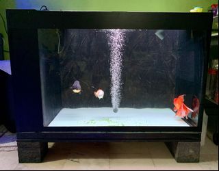 (Category: ) located in . Submitted by devonflyer (Listing ID 1186036577, Image 1). Description: .