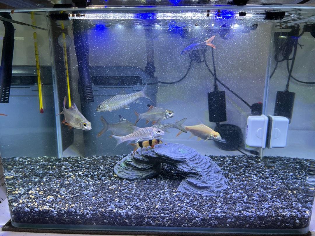 Aquarium + filter + equipment + fish, Pet Supplies, Homes & Other Pet