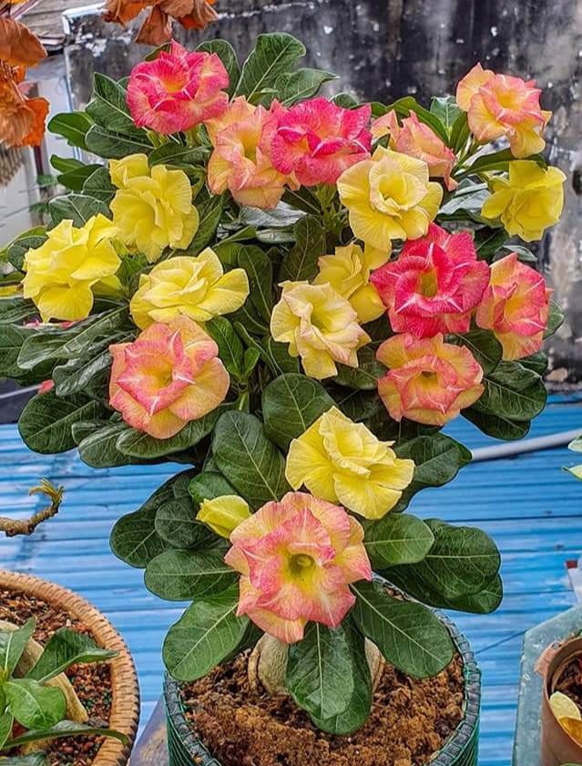 Desert Rose ‘Yellow Charm’ (Adenium hybrid)