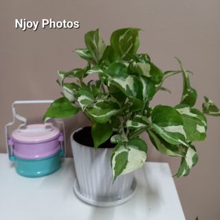 (Category: ) located in . Submitted by livedolphin_9d6a79 (Listing ID 1186070546, Image 1). Description: .