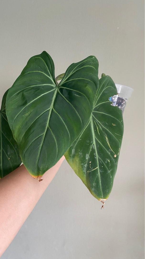 Philodendron Gloriosum Dark Form, Furniture & Home Living, Gardening