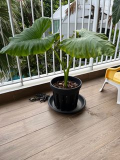 (Category: ) located in . Submitted by irsa_n (Listing ID 1186199820, Image 1). Description: .