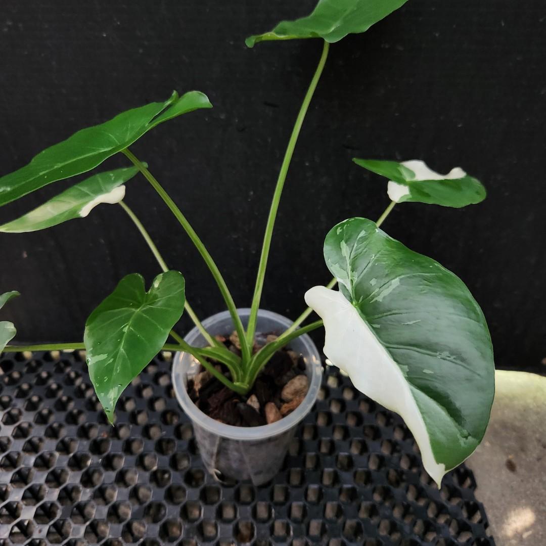 Alocasia Okinawa Silver, Oreilles D'éléphant | À L'ombre Des Figuiers - Foto 7