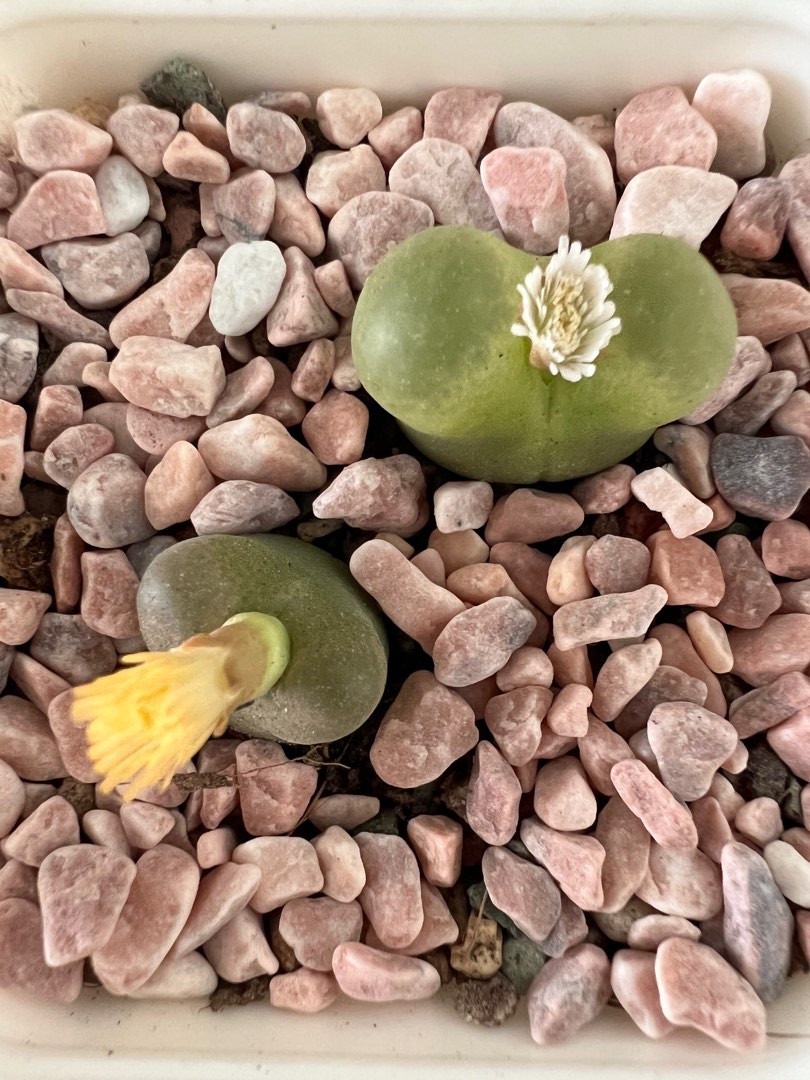 Conophytum Maughanii, Furniture & Home Living, Gardening, Plants ...