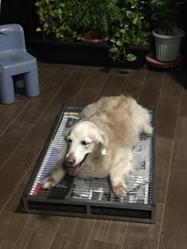 Dog Toilet Metal Pee Pan with Tray, Pet Supplies, Homes & Other Pet